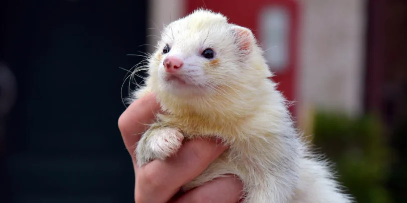 Clonato il primo furetto di una specie in estinzione